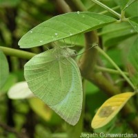 Catopsilia pyranthe Linnaeus, 1758